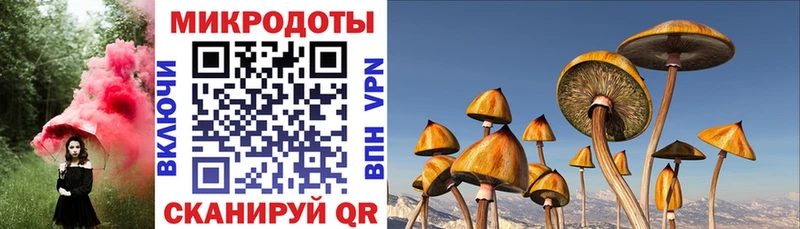 Псилоцибиновые грибы Psilocybe Чистополь
